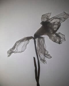 Everyday Flora: Two flowers on a stem