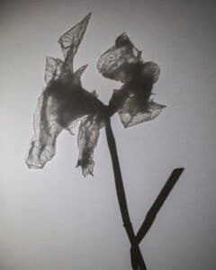 Everyday Flora: Two flowers on a stem #2