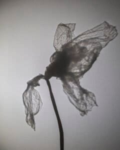 Everyday Flora: Two flowers on a stem #3