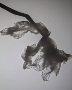 Everyday Flora: Flower hanging from the tree