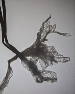 Everyday Flora: Flower hanging from the side